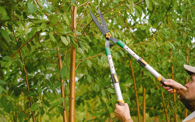 Tree trimming in Canton, SD